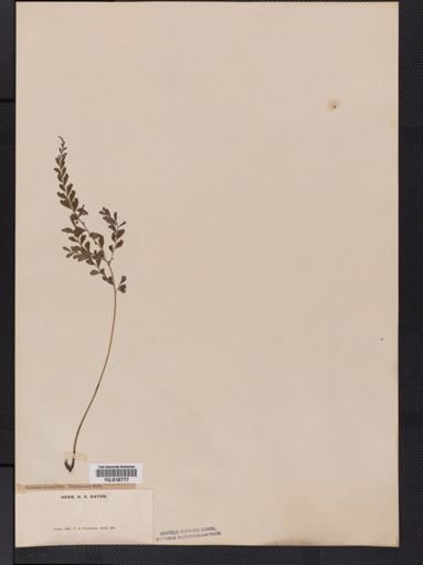Lindsaea