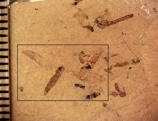 undet. Tipulidae