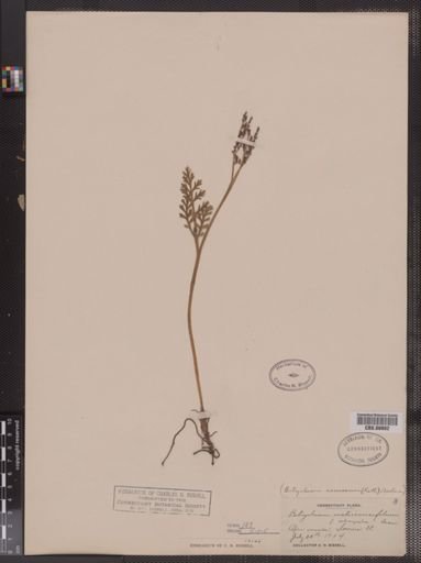 Botrychium