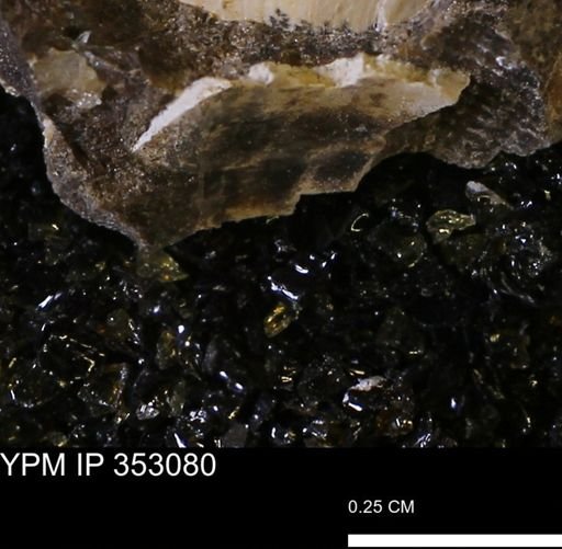undet. Mollusca