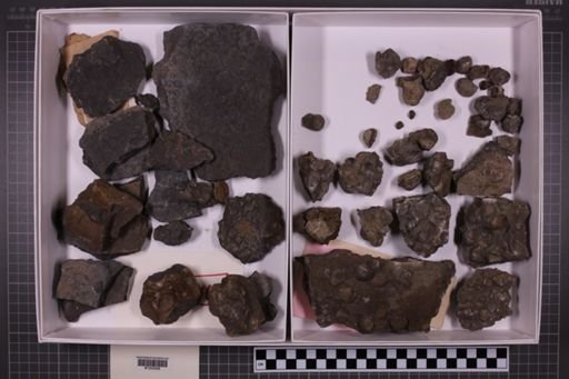 mixed taxa, stratigraphic collection