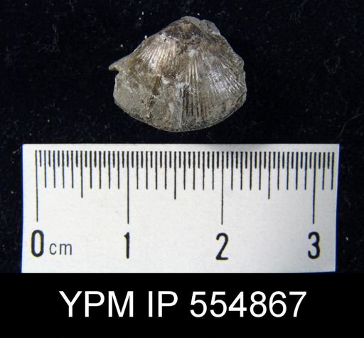 Rhipidomella uberis