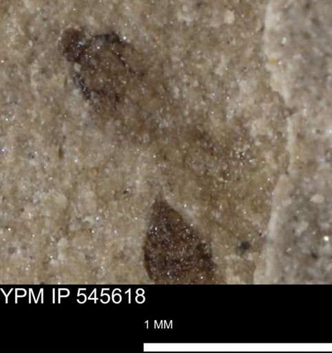 Thysanoptera?