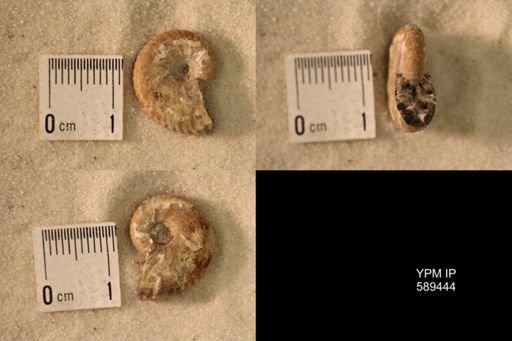 undet. Scaphitidae