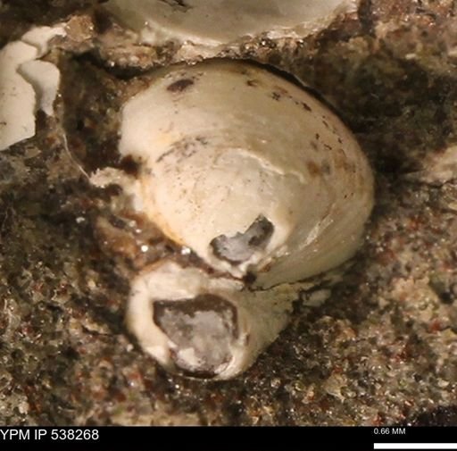 Corbulamella gregaria