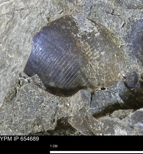 Oligoptycha concinna