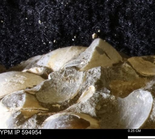 Limopsis striatopunctatus