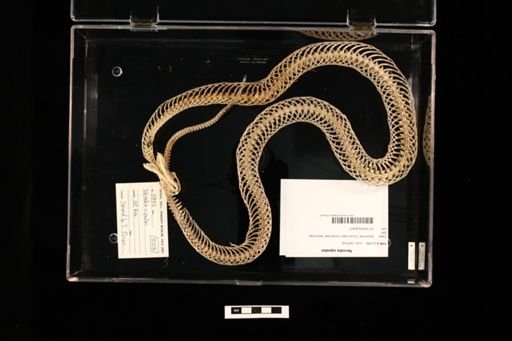 Nerodia sipedon