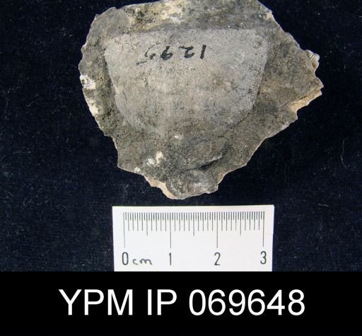 Strophomena hecuba