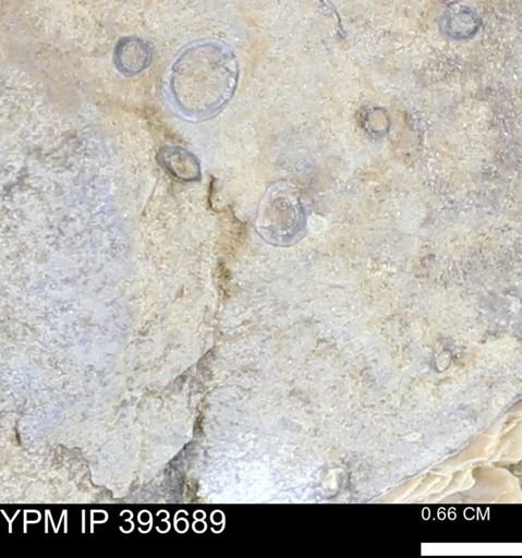 undet. Serpulidae
