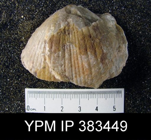 Costispirifer arenosus