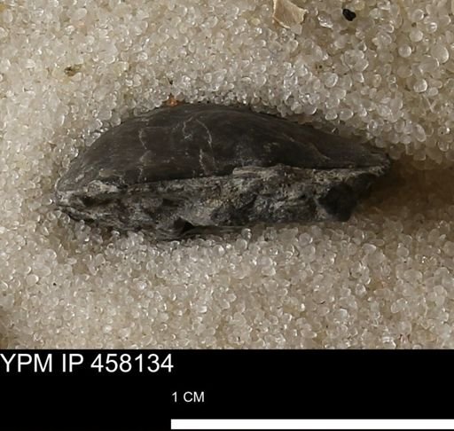 Pholidostrophia iowaensis