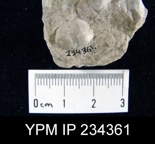 Marginifera wabashensis