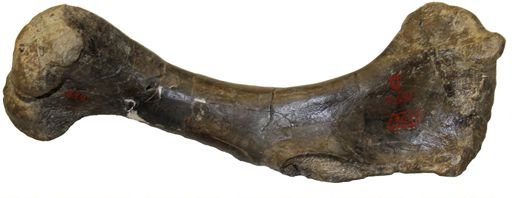 Allosaurus fragilis