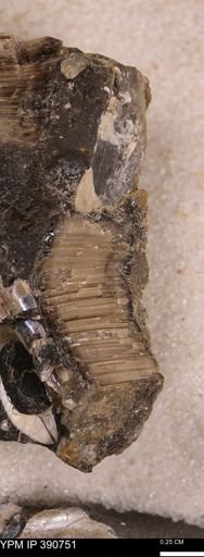 undet. Inoceramidae