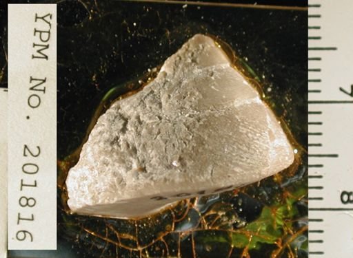 Euconia grandis