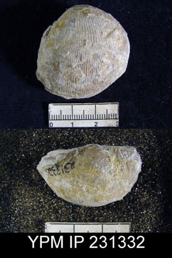 Linoproductus sp.
