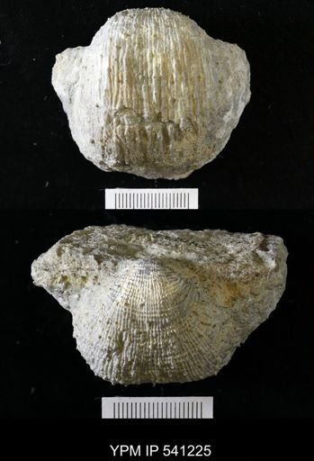 Dictyoclostus sp.