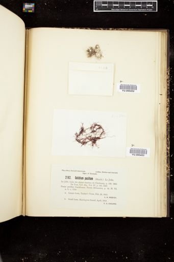 Gelidium pusillum