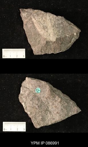 Piloceras hyatti