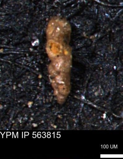 Verneuilinoides kansasensis