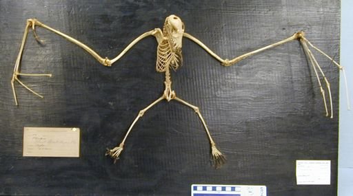 Pteropus medius medius