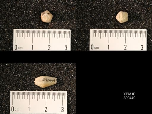 Troosticrinus reinwardti