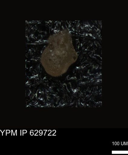 undet. Foraminiferida