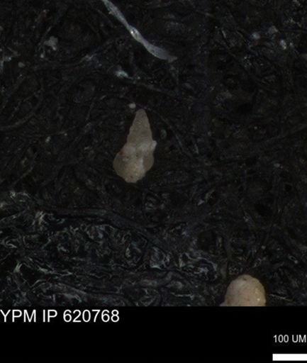 undet. Heterohelicidae