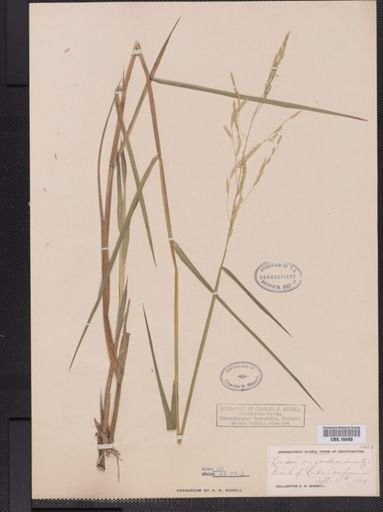Leersia oryzoides