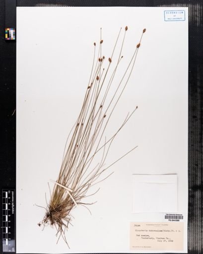 Eleocharis tuberculosa