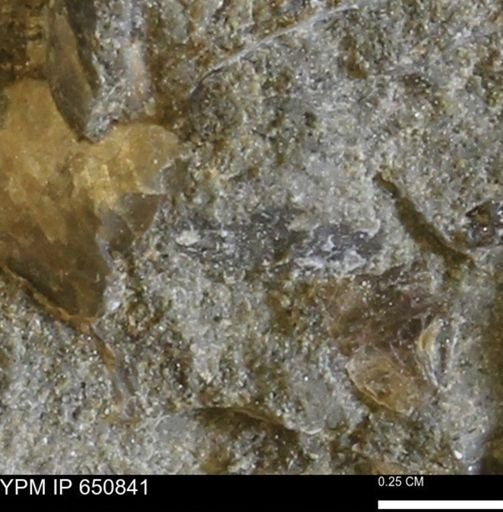 undet. Bivalvia