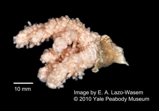 Alcyonacea