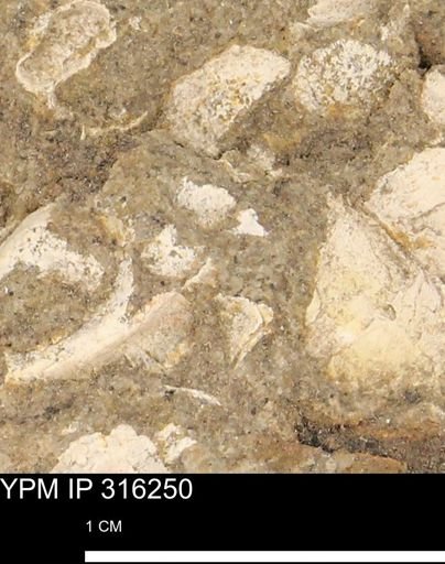 undet. Mollusca