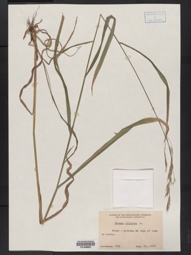 Bromus ciliatus