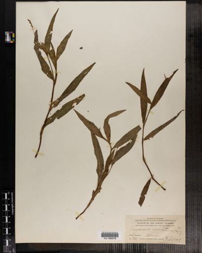Plantae