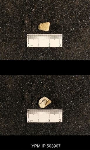Lissochonetes sp.