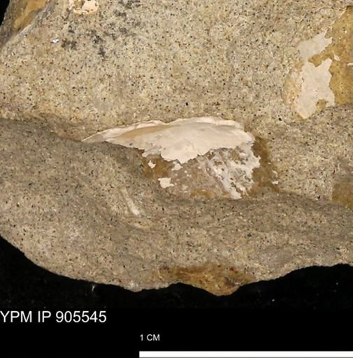 undet. Mollusca