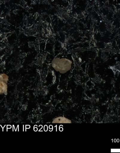 undet. Foraminiferida