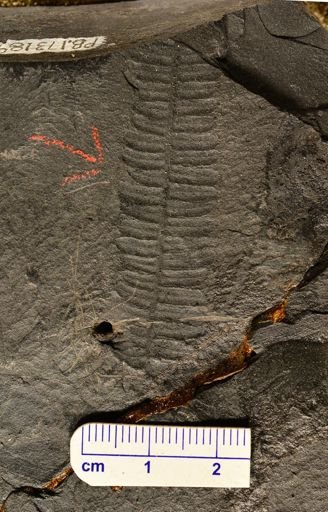 Pecopteris sp.