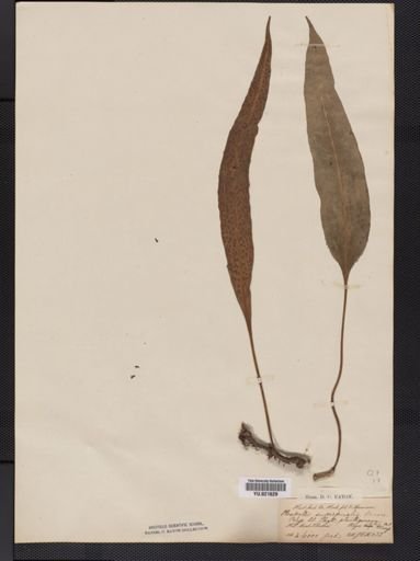 Polypodium
