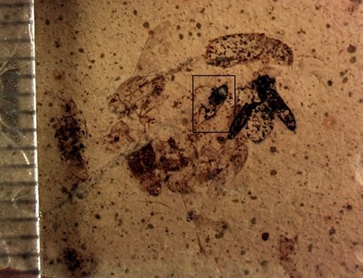 undet. Coleoptera