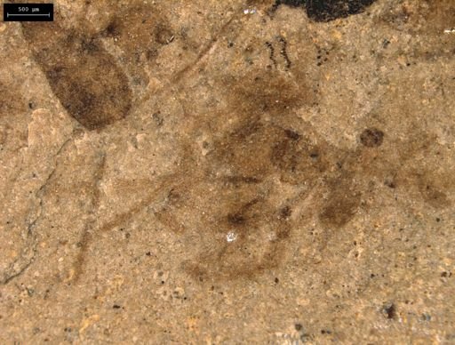 taxon undetermined