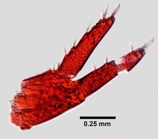 Parhyale hawaiiensis