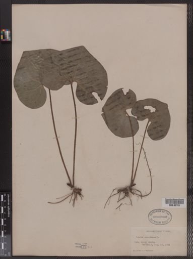 Asarum canadense