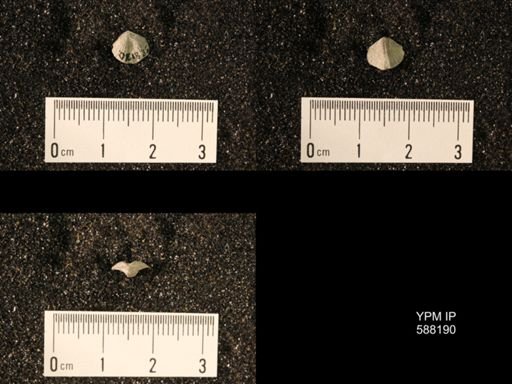 Zygospira modesta