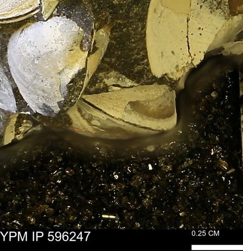 Limopsis striatopunctatus