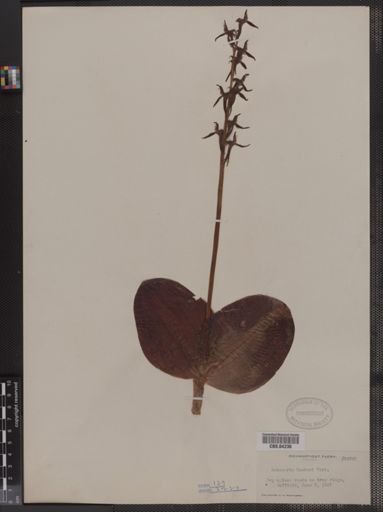 Habenaria hookeri