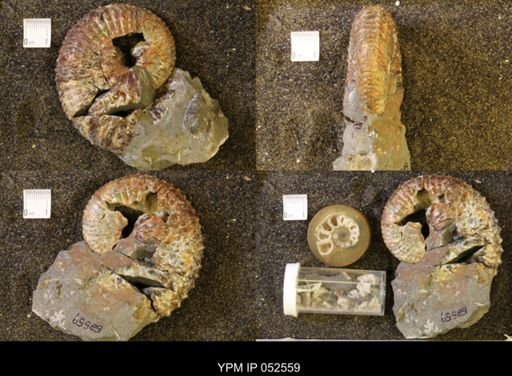 Jeletzkytes nebrascensis
