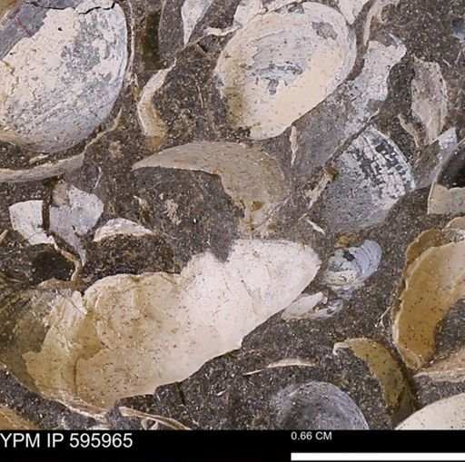 undet. Bivalvia